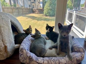 Dill Pickle26 -  Domestic Short Hair Cat for Adoption in Youngsville, North Carolina - Dill Pickle26 | PetCurious