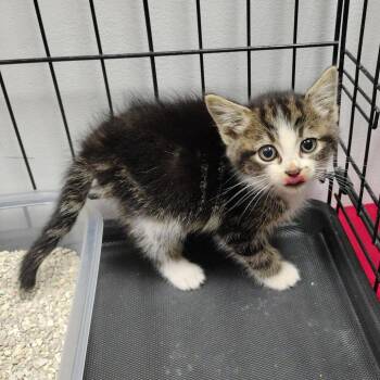 Buster -  Domestic Medium Hair Cat for Adoption in Coos Bay, Oregon - Buster | PetCurious
