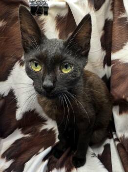 Domestic Short Hair Cats Available for Adoption in San Diego, California - Pacena | PetCurious