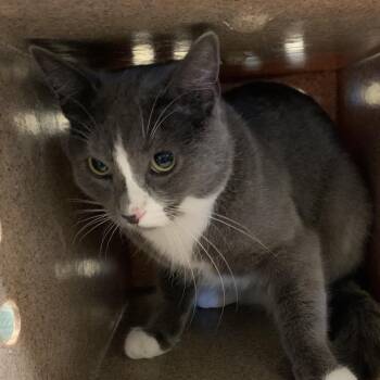 Topor -  Domestic Short Hair Cat for Adoption in Pasadena, California - Topor | PetCurious