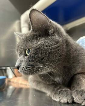 Rescue Domestic Short Hair Cats for Adoption in South Kingstown, Rhode Island - Stormy | PetCurious