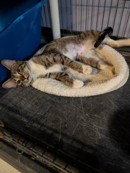 Domestic Short Hair Cats Available for Adoption in Pompano Beach, Florida - Paisley | PetCurious