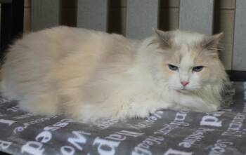 Willow - 44041 -  Domestic Long Hair Cat for Adoption in Prattville, Alabama - Willow - 44041 | PetCurious