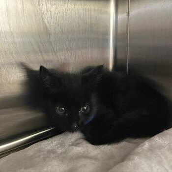 Domestic Short Hair Cats Available for Adoption in Knoxville, Tennessee - Teddy | PetCurious