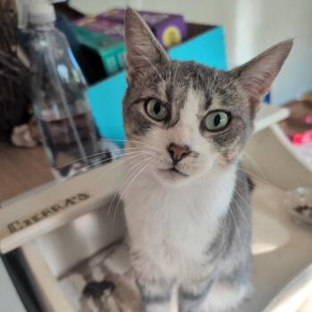 Millie -  Domestic Short Hair Cat for Adoption in Marion, Illinois - Millie | PetCurious