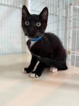 Doohickey -  Domestic Short Hair Cat for Adoption in Kingsland, Georgia - Doohickey | PetCurious