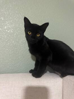 Skittles -  Domestic Short Hair Cat for Adoption in Lincoln, California - Skittles | PetCurious