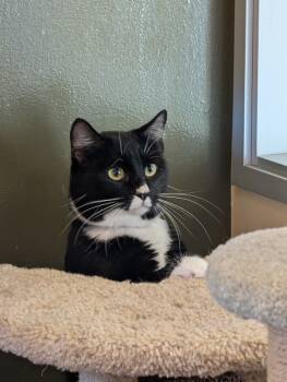 Rescue Domestic Short Hair Cats for Adoption in Salinas, California - Jackson | PetCurious