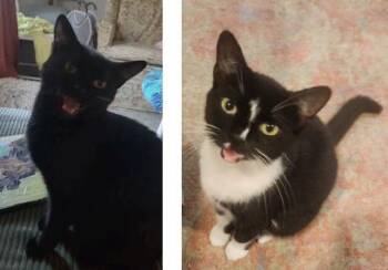 Rescue Domestic Short Hair Cats for Adoption in Lakesite, Tennessee - LOLA & LIZZY | PetCurious