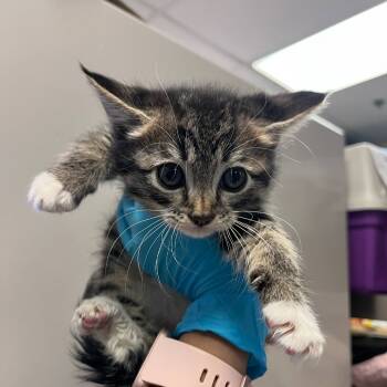 Rescue Domestic Short Hair Cats for Adoption in Reno, Nevada - Woody | PetCurious