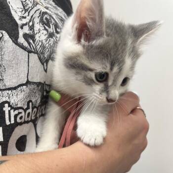 Charlie -  Domestic Short Hair Cat Available for Adoption in Mentor, Ohio - Charlie | PetCurious