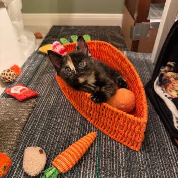 Domestic Short Hair Cats Available for Adoption in Houston, Texas - Libby | PetCurious
