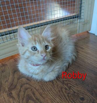 Dr. Robby -  Domestic Short Hair Cat for Adoption in Nacogdoches, Texas - Dr. Robby | PetCurious