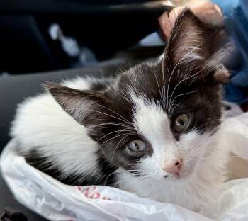 Rescue Domestic Medium Hair Cats for Adoption in Chicago, Illinois - Circuit | PetCurious
