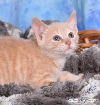 Domestic Short Hair Cats Available for Adoption in Pittsboro, North Carolina - Dipper | PetCurious