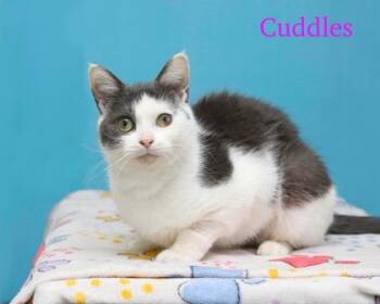 Domestic Short Hair Cats Available for Adoption - Cuddles | PetCurious