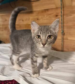 Mouse -  Tabby Cat for Adoption in Temecula, California - Mouse | PetCurious