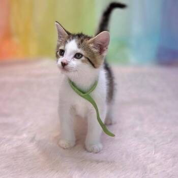 Mary Jane-C -  Domestic Short Hair Cat for Adoption in East St. Louis, Illinois - Mary Jane-C | PetCurious