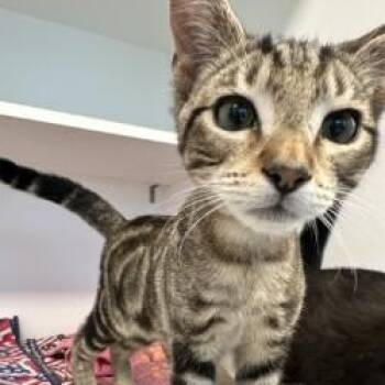 Froggy (ID 52264) -  Domestic Short Hair Cat for Adoption in Manassas, Virginia - Froggy (ID 52264) | PetCurious