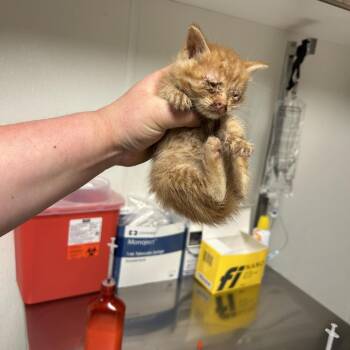 Tigger -  Domestic Short Hair Cat for Adoption in Ottawa, Kansas - Tigger | PetCurious