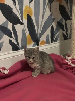 Rescue Domestic Short Hair Cats for Adoption in South Euclid, Ohio - Glinda | PetCurious