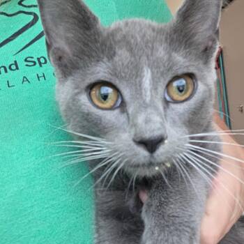 Enid -  Domestic Short Hair Cat for Adoption in Sand Springs, Oklahoma - Enid | PetCurious