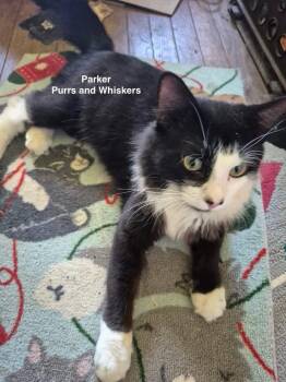 Parker -  Domestic Short Hair Cat for Adoption in New Hartford, New York - Parker | PetCurious