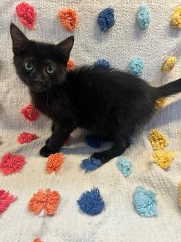 Sylvester -  Domestic Medium Hair Cat for Adoption in Denham Springs, Louisiana - Sylvester | PetCurious