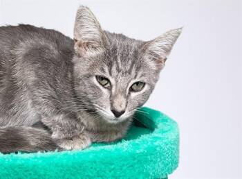 GRAYSON -  Domestic Short Hair Cat for Adoption in Fort Lauderdale, Florida - GRAYSON | PetCurious