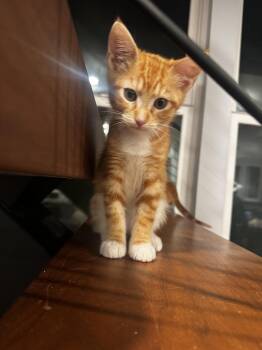 Tabby and Domestic Short Hair Cats Available for Adoption in Fountain Valley, California - Orion - The Star | PetCurious
