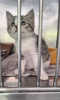 Zoey -  Domestic Short Hair Cat for Adoption in Stanton, Kentucky - Zoey | PetCurious