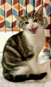 Domestic Short Hair Cats Available for Adoption in Jackson, Georgia - Bingley Kitten | PetCurious