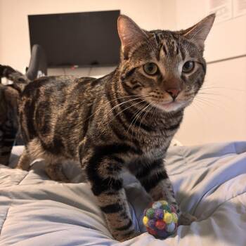 Domestic Short Hair Cats Available for Adoption in Villa Park, California - Fitz | PetCurious