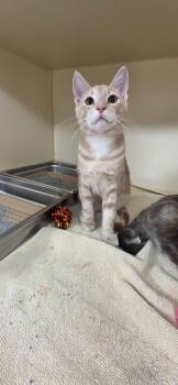 Sunny -  Domestic Short Hair Cat for Adoption in Lancaster, Pennsylvania - Sunny | PetCurious