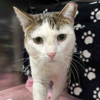 Lucy -  Domestic Short Hair Cat for Adoption in Wheaton, Illinois - Lucy | PetCurious