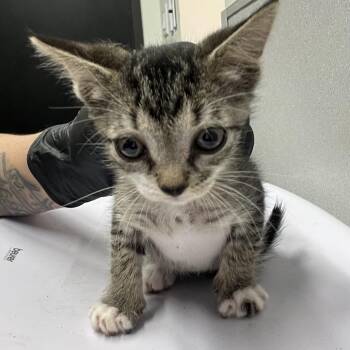 Mochi -  Domestic Short Hair Cat for Adoption in Tampa, Florida - Mochi | PetCurious