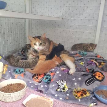 Tanner -  Domestic Short Hair Cat for Adoption in Diamond Springs, California - Tanner | PetCurious