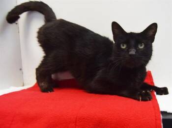 Domestic Short Hair Cats Available for Adoption - DANNY | PetCurious