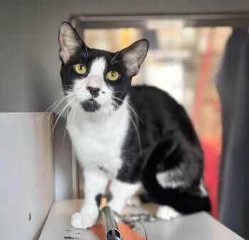 Yan Yan -  Domestic Short Hair Cat for Adoption - Yan Yan | PetCurious