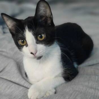 Beckham -  Domestic Short Hair Cat for Adoption in Riverside, California - Beckham | PetCurious