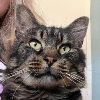 Domestic Long Hair and Maine Coon Cats Available for Adoption in Pleasant Hill, California - Catsanova | PetCurious