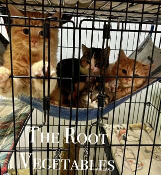 Parsnip -  Domestic Medium Hair Cat for Adoption in Estherville, Iowa - Parsnip | PetCurious