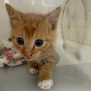 Oliver 9649 -  Domestic Short Hair Cat for Adoption in Columbus, Georgia - Oliver 9649 | PetCurious