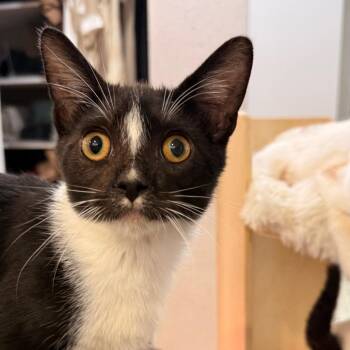 Cappie -  Domestic Short Hair Cat for Adoption in Boulder, Colorado - Cappie | PetCurious