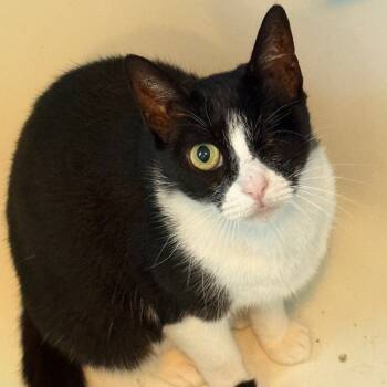 Rescue Domestic Short Hair Cats for Adoption in Los Angeles, California - Sassy | PetCurious