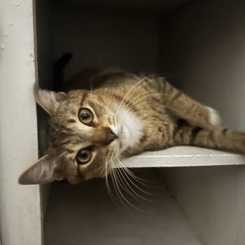 Shere khan -  Domestic Short Hair Cat for Adoption in Long Beach, California - Shere Khan | PetCurious