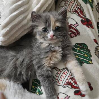 Maisey -  Domestic Medium Hair Cat for Adoption in New Berlin, Wisconsin - Maisey | PetCurious