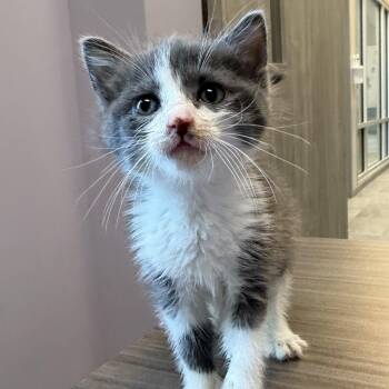 Chesney -  Domestic Short Hair Cat for Adoption in Cooperstown, New York - Chesney | PetCurious