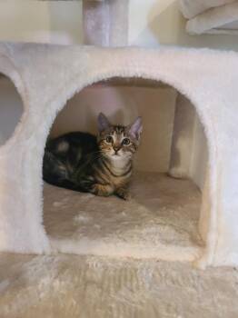 Ellie -  Domestic Short Hair Cat for Adoption in Virginia Beach, Virginia - Ellie | PetCurious