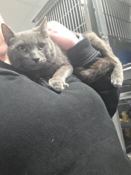 Rescue Domestic Short Hair Cats for Adoption in Troy, Ohio - Castle | PetCurious